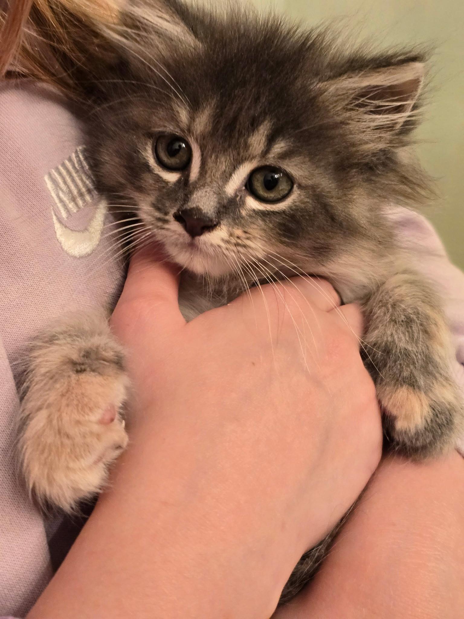 Snookums, a Adopted Maine Coon in Buford, GA image 3/3