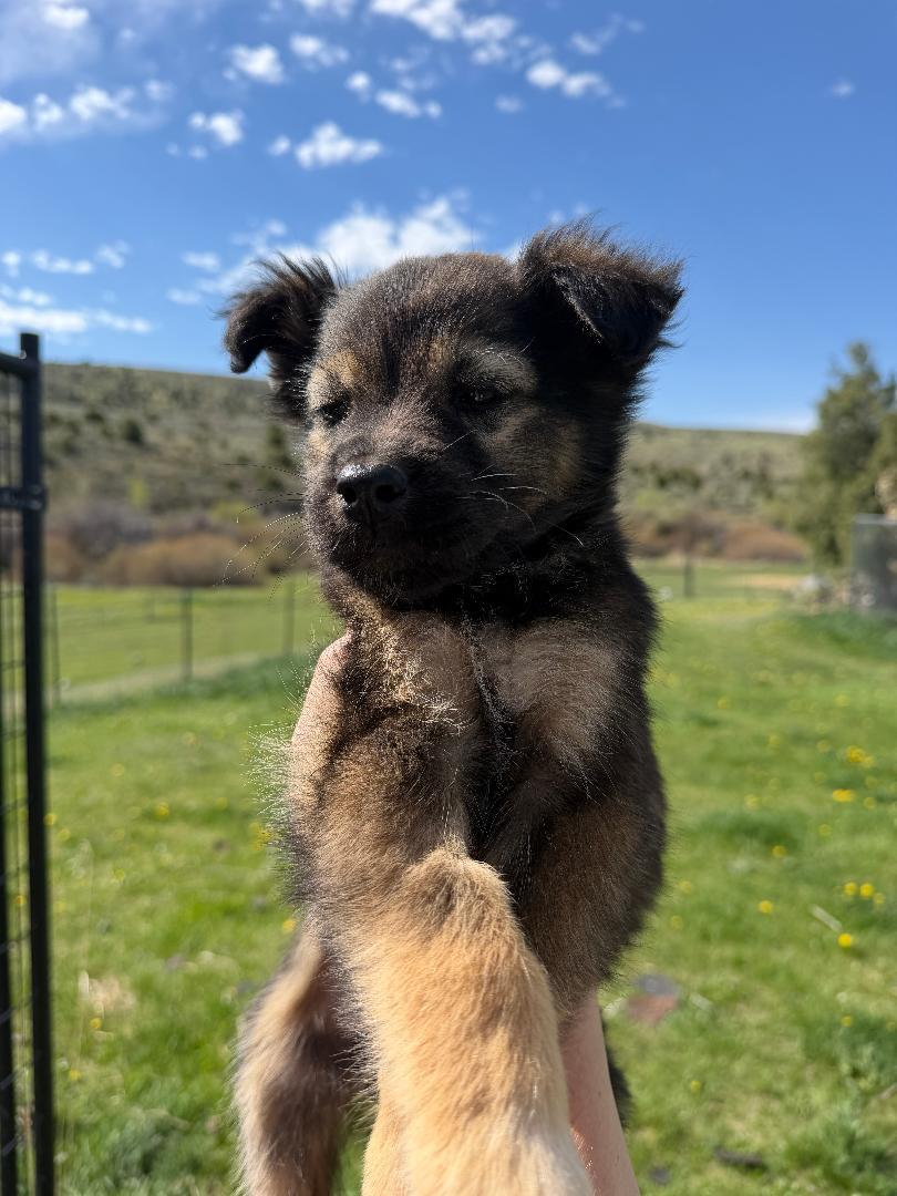 Spectacles, Adoptable, Puppy Male Mixed Breed.