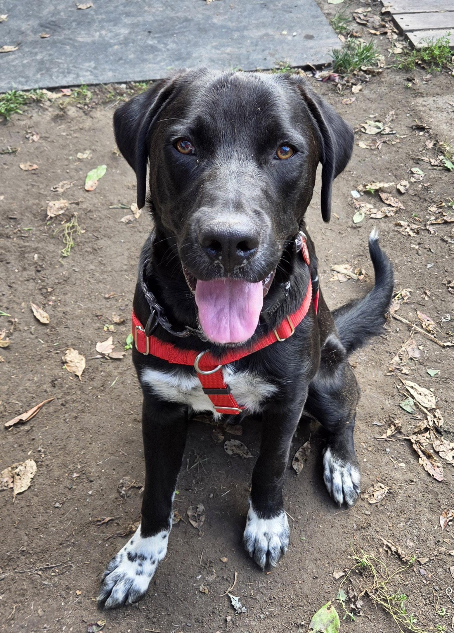 Tank Dot *LOCAL*, Adoptable, Young Male Labrador Retriever.