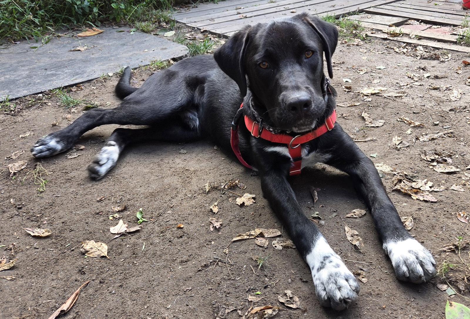 Enlarge Tank Dot *LOCAL*, a Adoptable Labrador Retriever in Wakefield, RI image 2/3