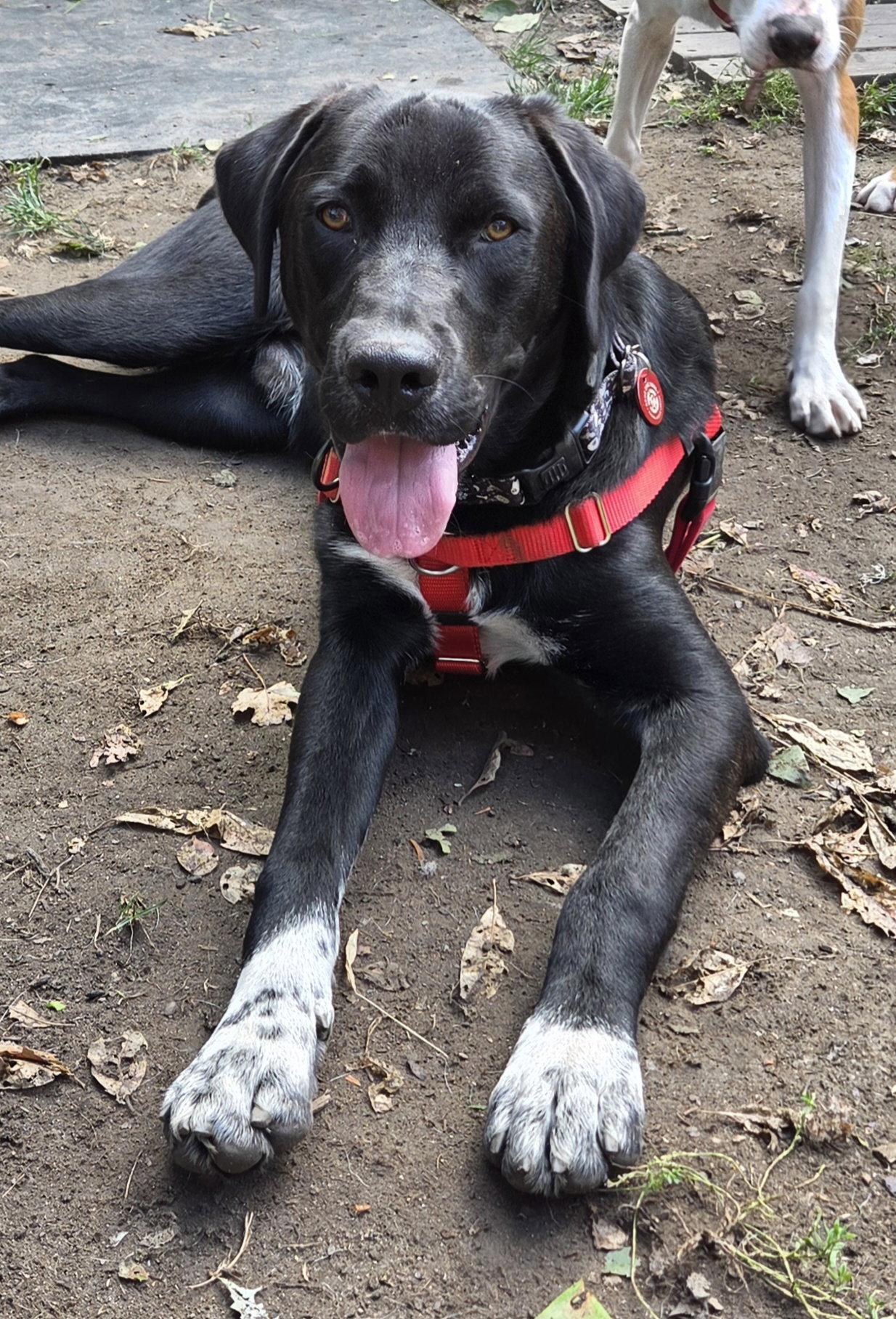 Enlarge Tank Dot *LOCAL*, a Adoptable Labrador Retriever in Wakefield, RI image 3/3