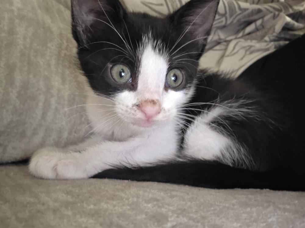 Turbo, Adoptable, Kitten Male Domestic Short Hair.