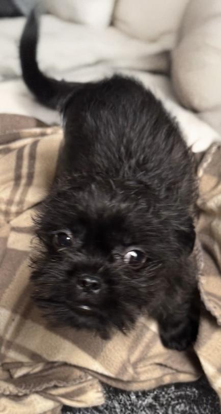 Jack, adopted, Puppy Male Shih Tzu & Chihuahua.