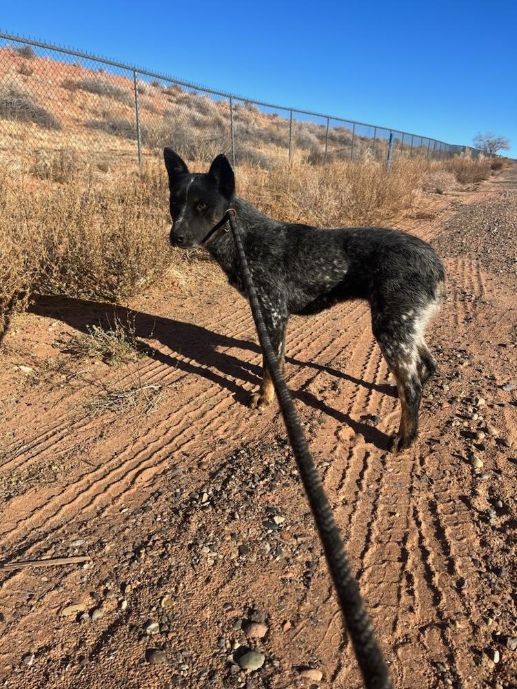 Joy, a Adoptable Cattle Dog in Page, AZ image 1/2