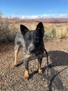 Joy, Adoptable, Adult Female Cattle Dog.