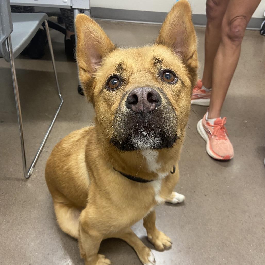 Harper, Adoptable, Senior Female Chow Chow & Cattle Dog.