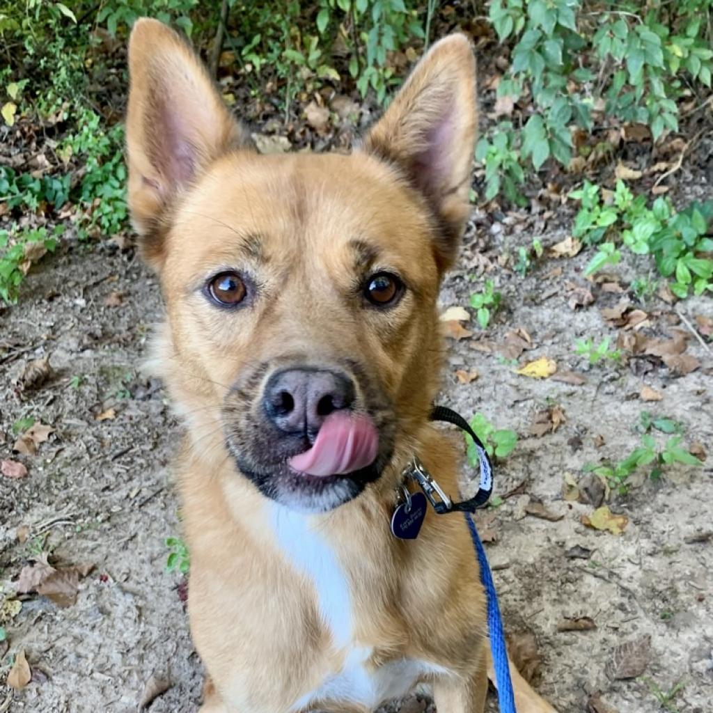 Harper, Adoptable, Senior Female Chow Chow & Cattle Dog.