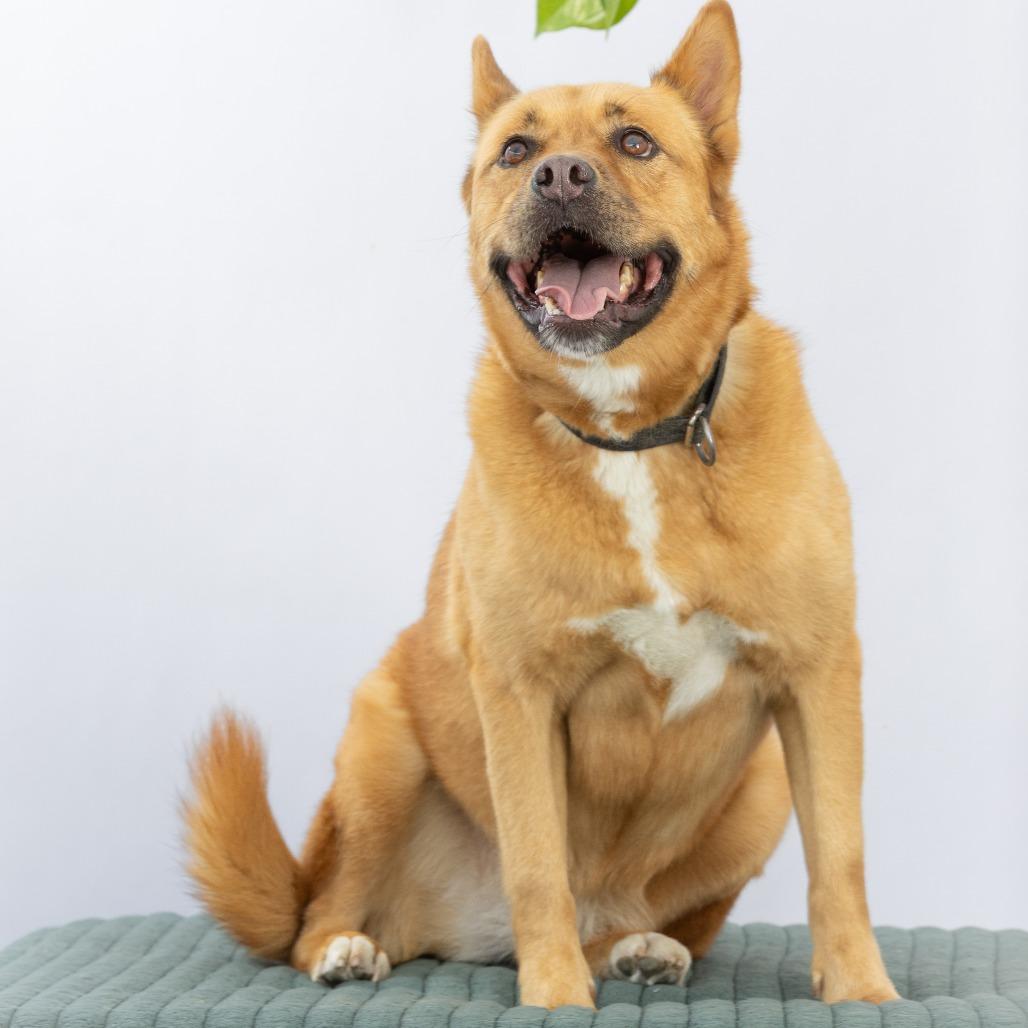 Harper, a Adoptable mixed breed in Chattanooga, TN image 2/6