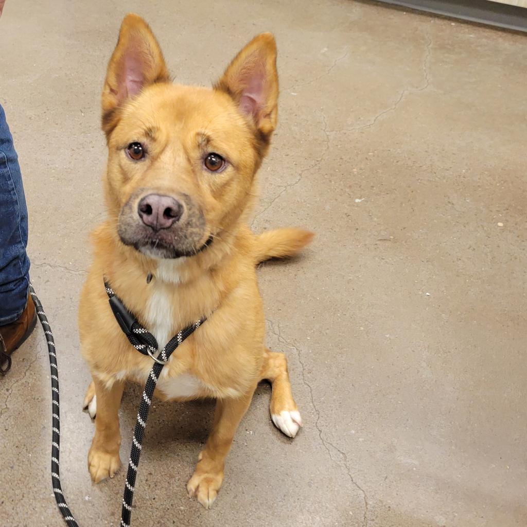 Harper, a Adoptable mixed breed in Chattanooga, TN image 5/6