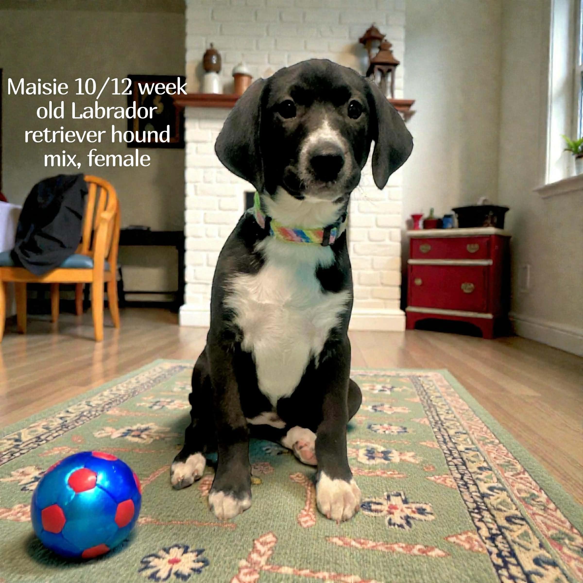 Maisie, a Adoptable mixed breed in Walker, LA image 1/2