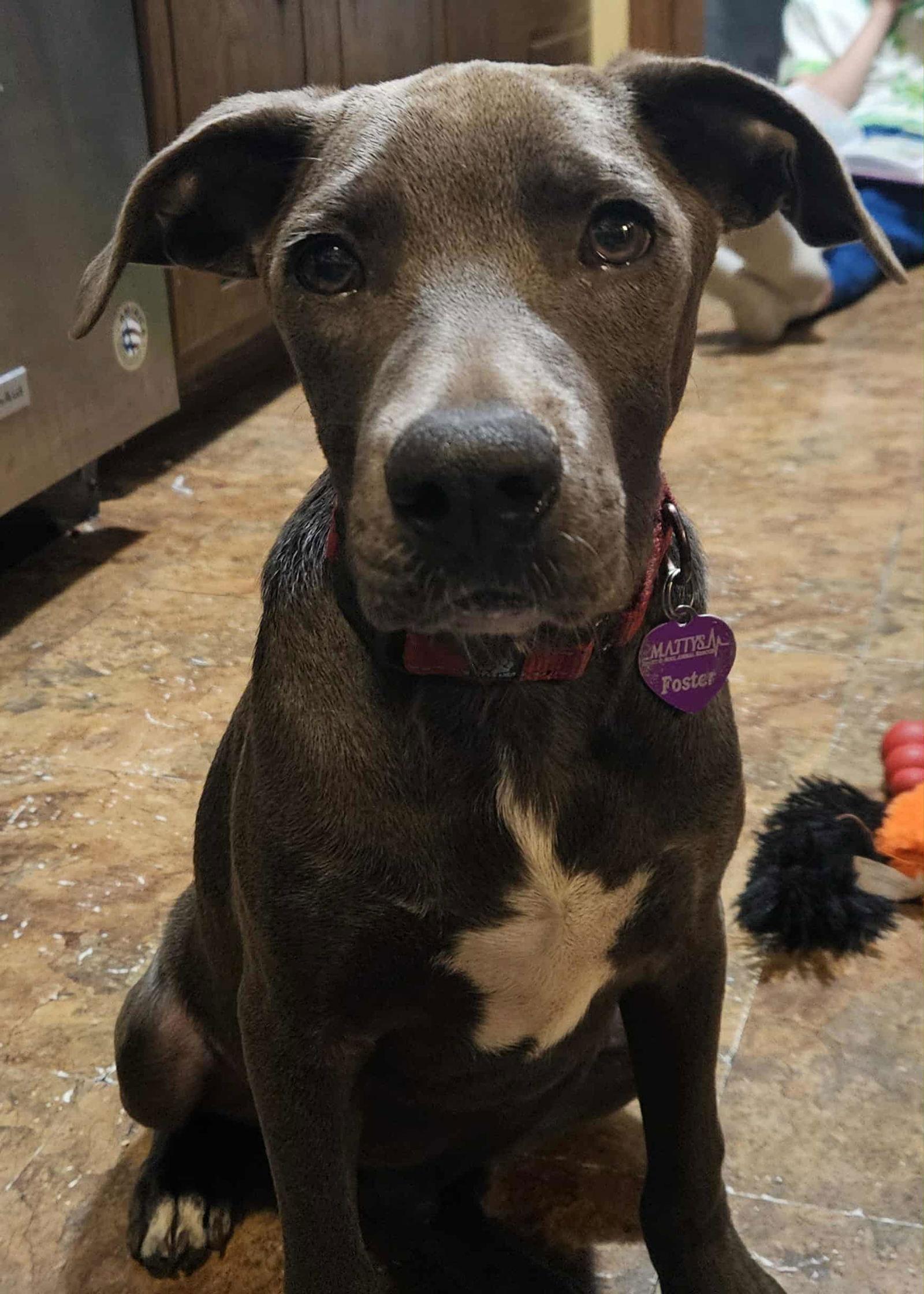 Rip, a Adoptable Pit Bull Terrier in Minneapolis, MN image 1/3