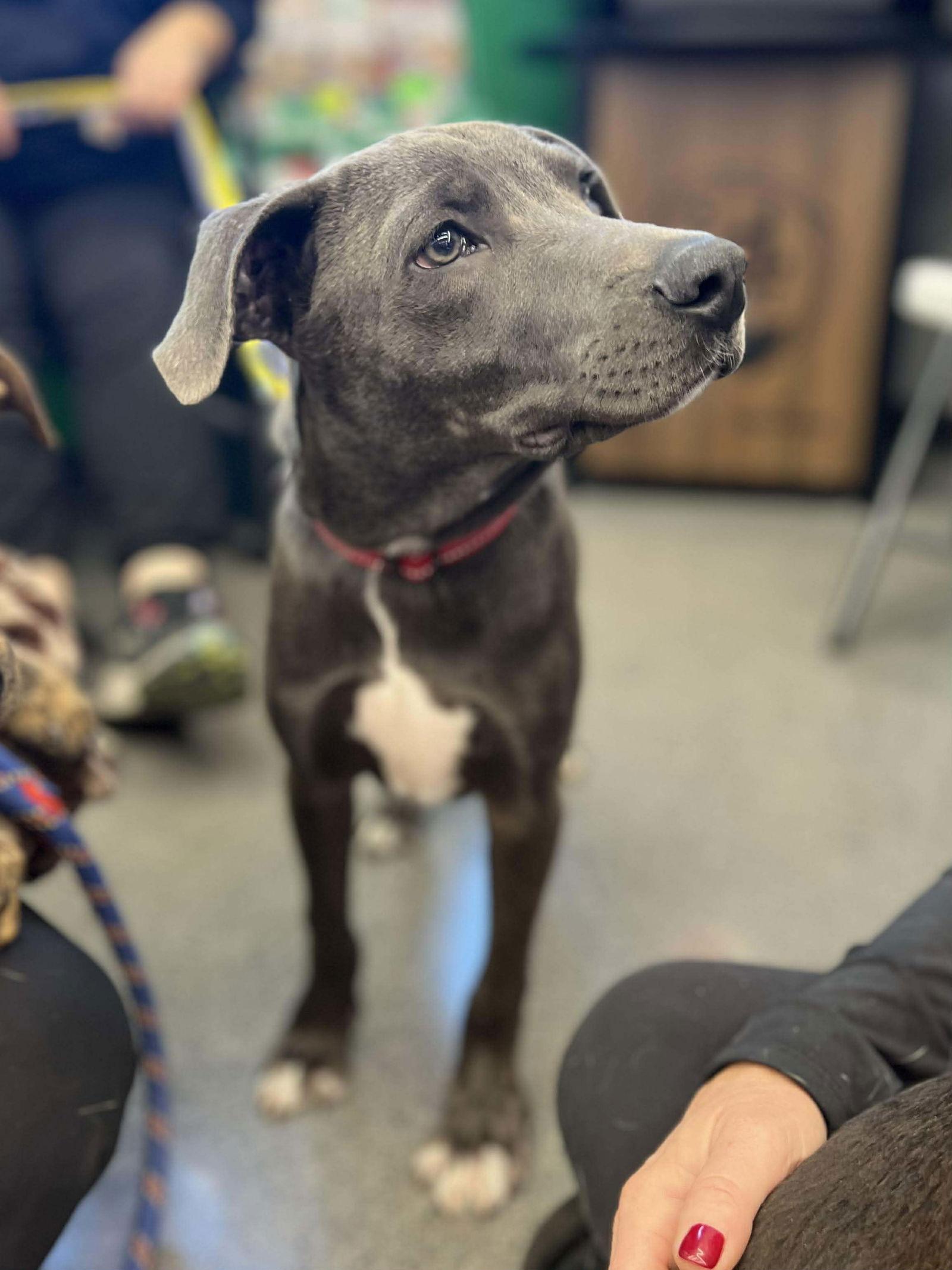 Rip, a Adoptable Pit Bull Terrier in Minneapolis, MN image 2/3