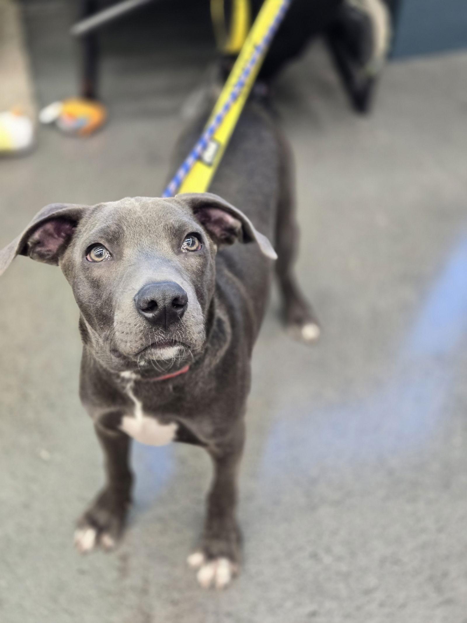 Rip, a Adoptable Pit Bull Terrier in Minneapolis, MN image 3/3