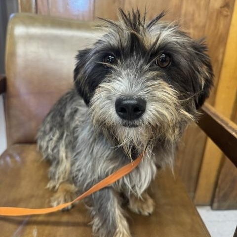 Cricket, adopted, Adult Female Terrier.