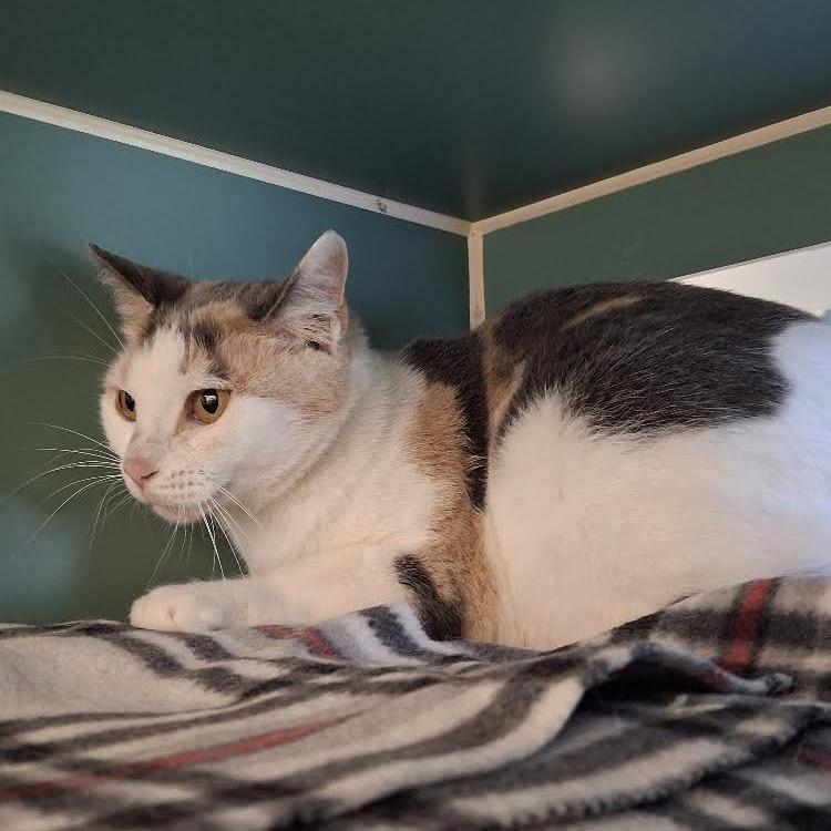 Sweetie, Adoptable, Adult Female Domestic Short Hair.
