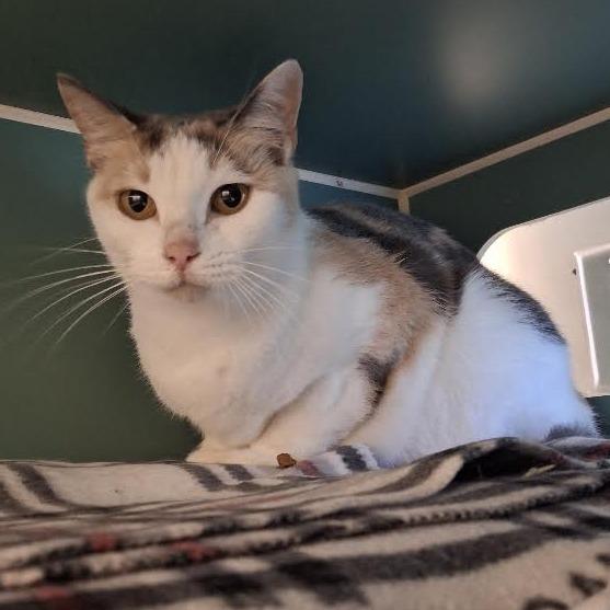 Enlarge Sweetie, a Adoptable Domestic Short Hair in Morrisville, VT image 2/4