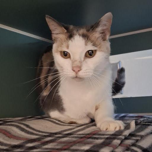 Enlarge Sweetie, a Adoptable Domestic Short Hair in Morrisville, VT image 3/4