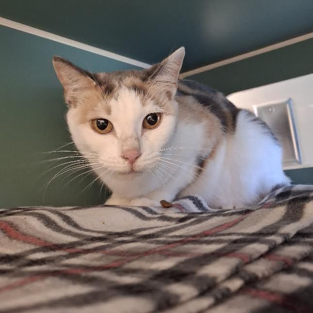 Enlarge Sweetie, a Adoptable Domestic Short Hair in Morrisville, VT image 4/4