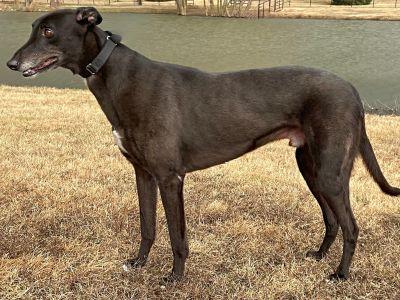 Enlarge Joey (aka Smooth Jet Power), a ADOPTABLE Greyhound in Dallas, TX image 1/2