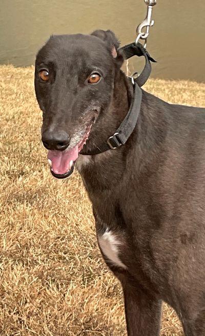 Enlarge Joey (aka Smooth Jet Power), a ADOPTABLE Greyhound in Dallas, TX image 2/2