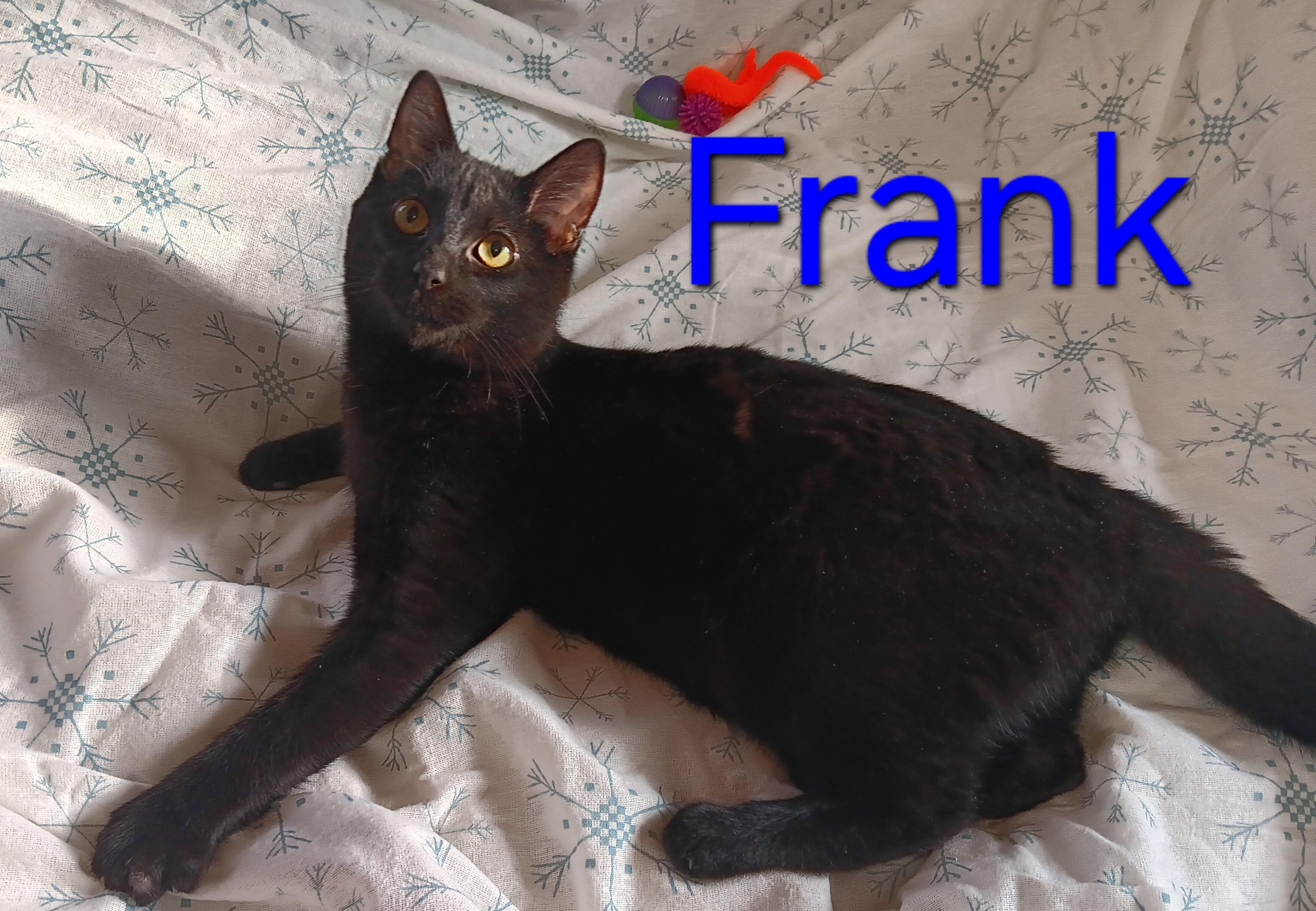 Uncle Frank, a ADOPTABLE Domestic Short Hair in Peoria, IL image 2/2