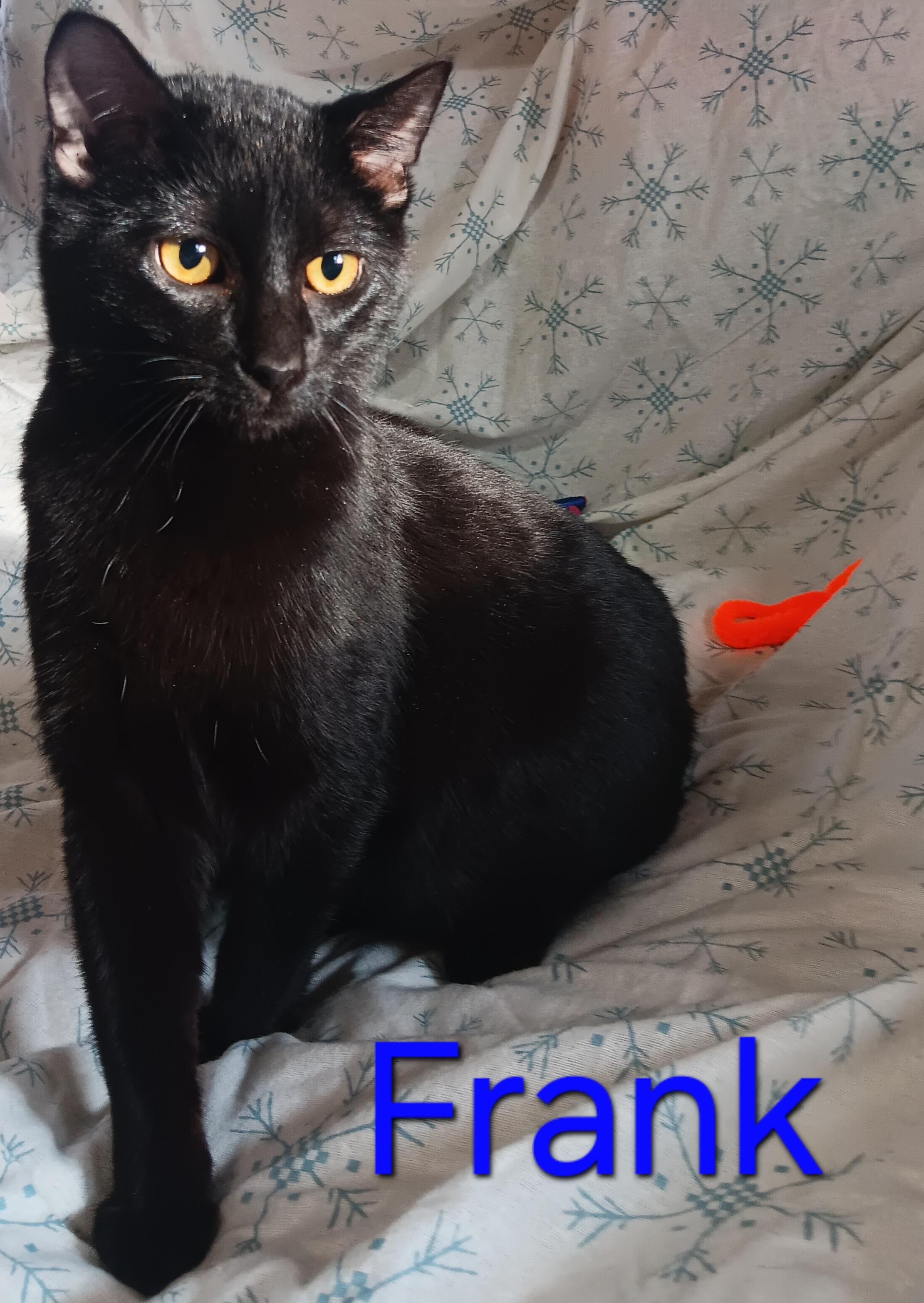 Uncle Frank, a ADOPTABLE Domestic Short Hair in Peoria, IL image 1/2