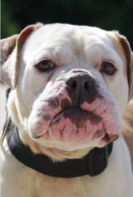 Enlarge MacArthur, a Adopted English Bulldog in Crossville, TN image 1/6