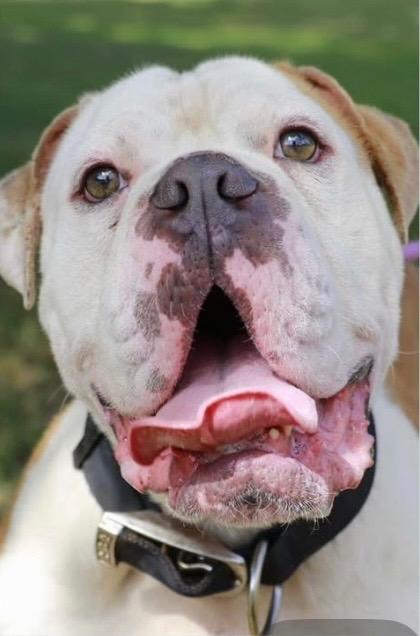 Enlarge MacArthur, a Adopted English Bulldog in Crossville, TN image 2/6