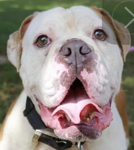 Enlarge MacArthur, a Adopted English Bulldog in Crossville, TN image 3/6