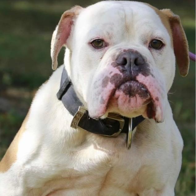 Enlarge MacArthur, a Adopted English Bulldog in Crossville, TN image 4/6