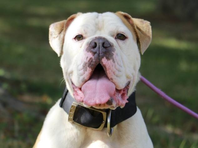 Enlarge MacArthur, a Adopted English Bulldog in Crossville, TN image 5/6