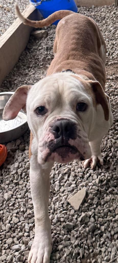 Enlarge MacArthur, a Adopted English Bulldog in Crossville, TN image 6/6