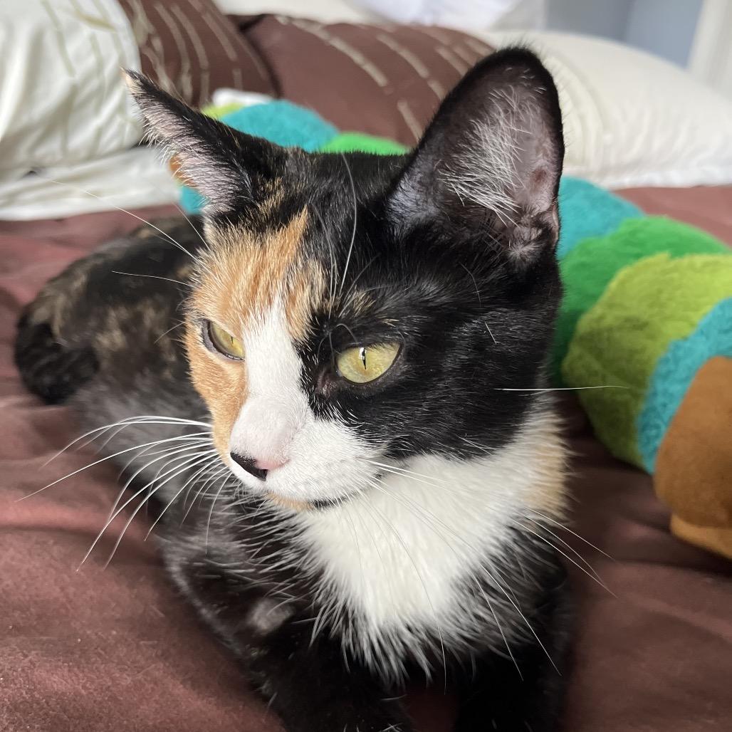 Millie, Adoptable, Young Female Domestic Short Hair.