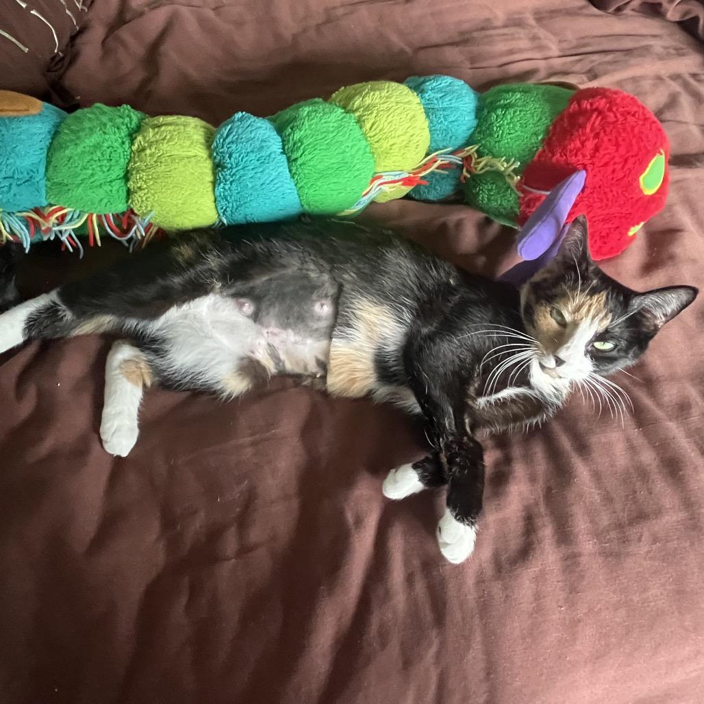 Enlarge Millie, a Adoptable Domestic Short Hair in Silver Spring, MD image 2/4