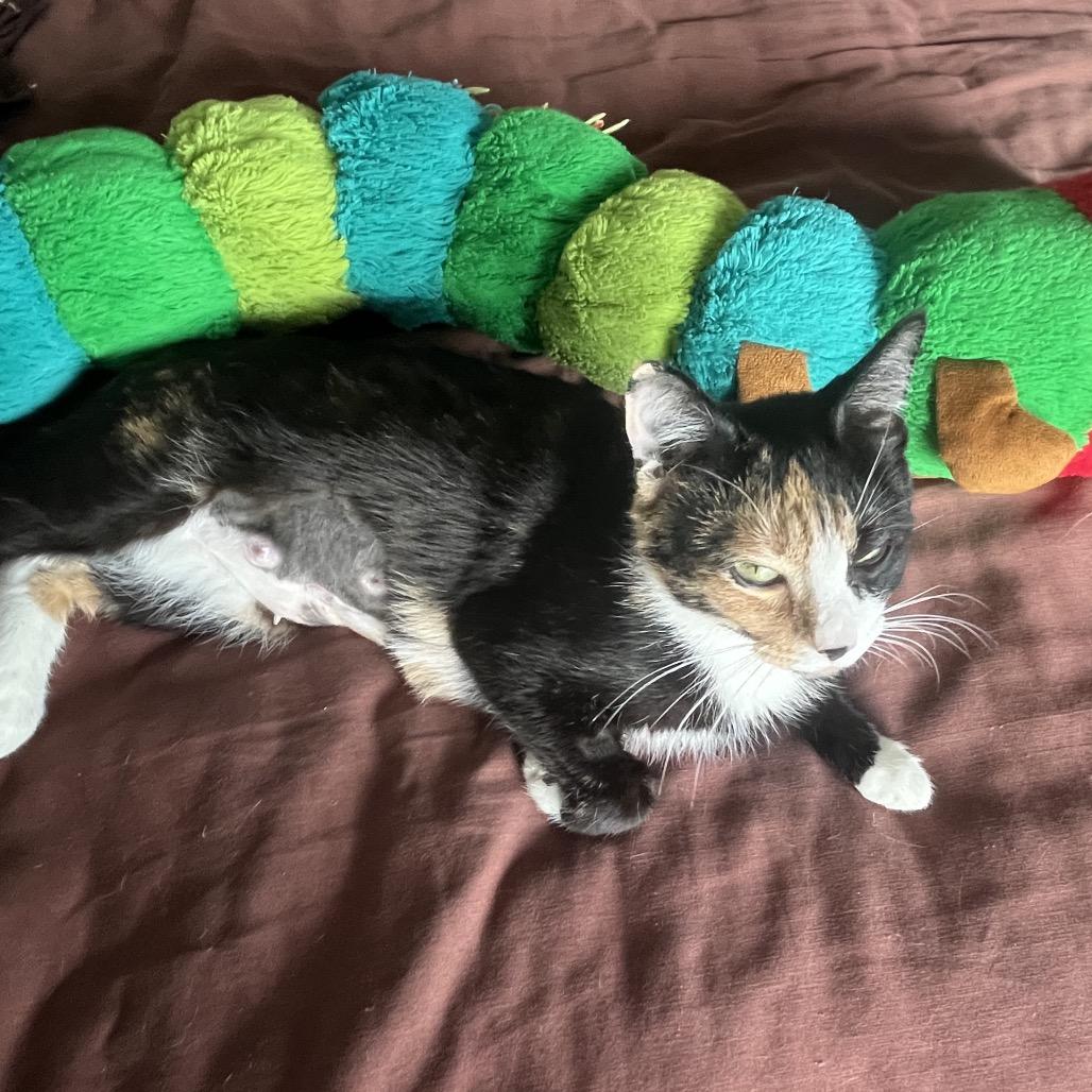 Enlarge Millie, a Adoptable Domestic Short Hair in Silver Spring, MD image 3/4