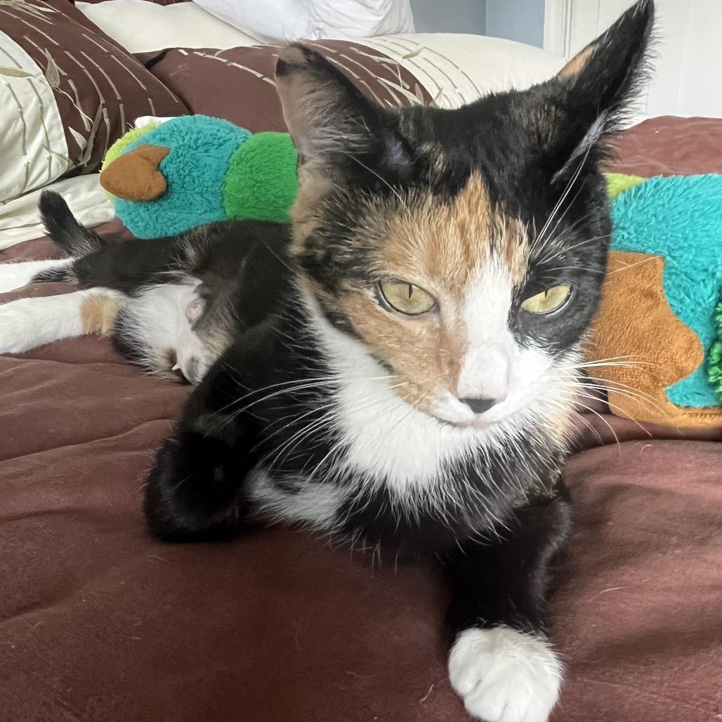 Enlarge Millie, a Adoptable Domestic Short Hair in Silver Spring, MD image 4/4