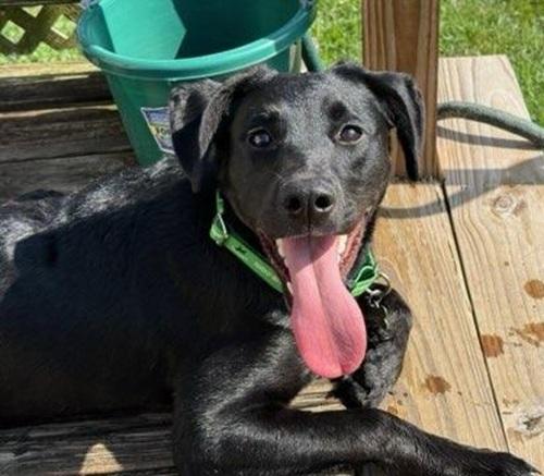 Onyx #20, Young Male Black Labrador Retriever