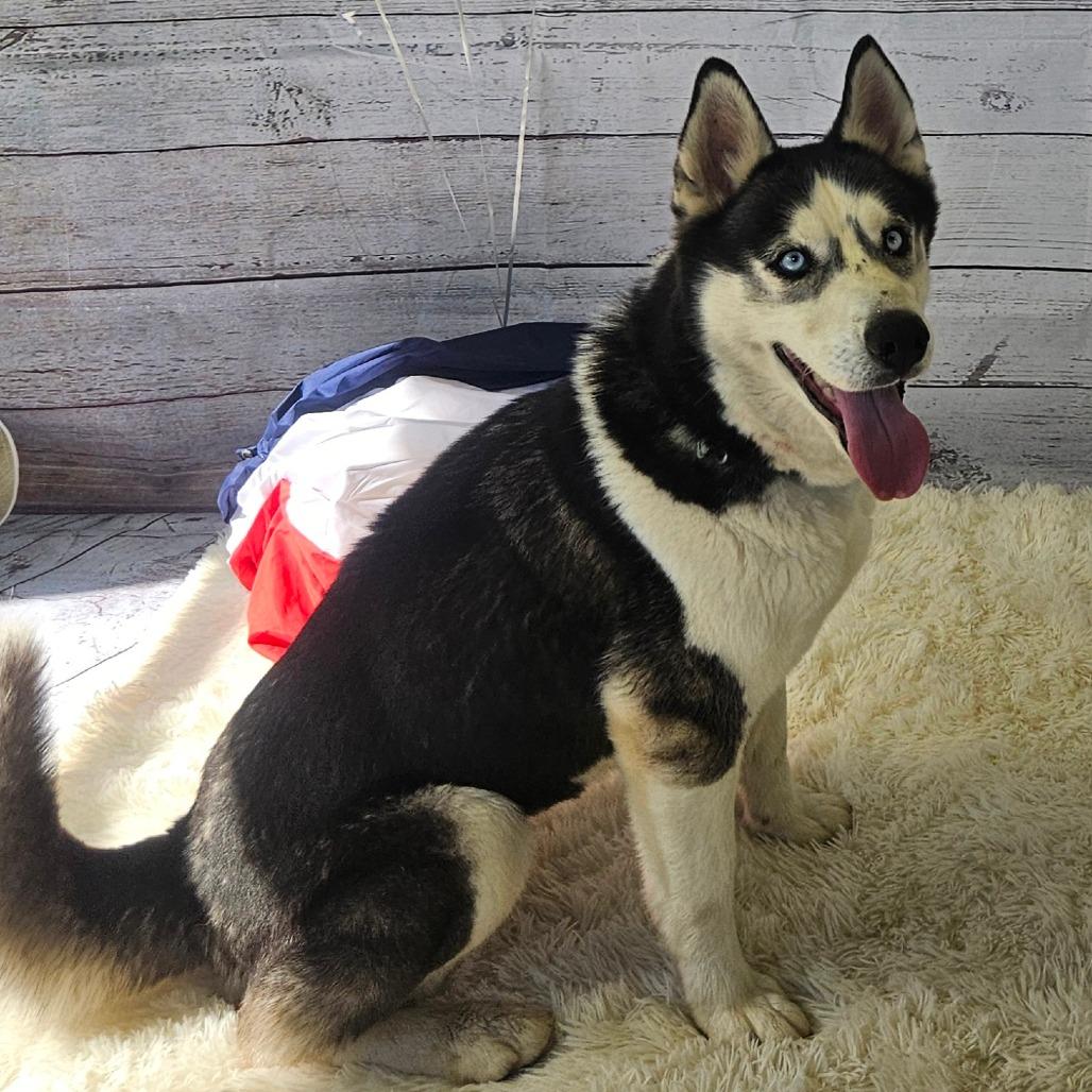 Luella, Adoptable, Young Female Husky.