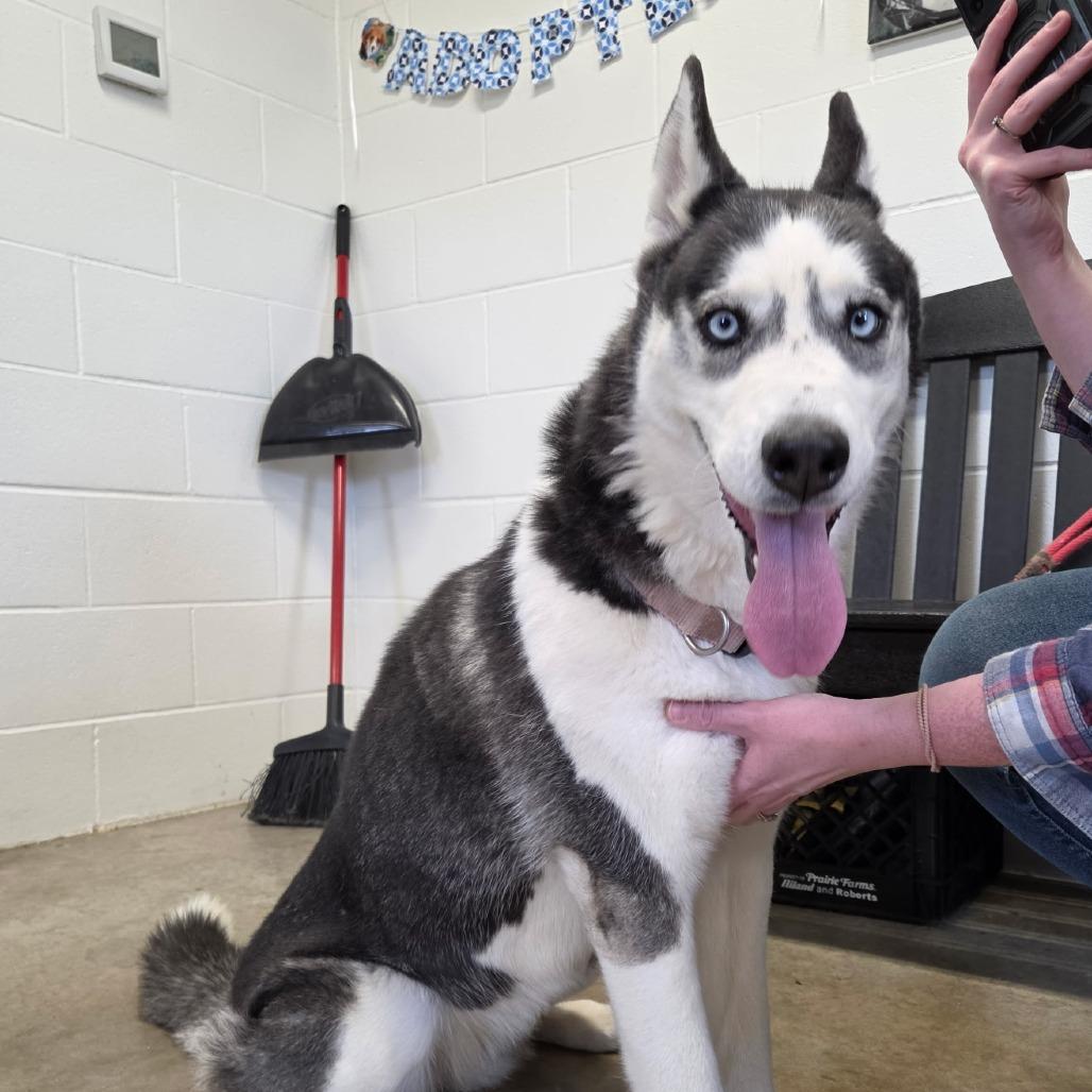 Luella, a Adoptable Husky in Jasper, IN image 2/2