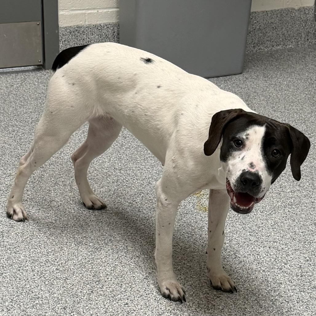 Clarabelle, Adoptable, Young Female Pointer.