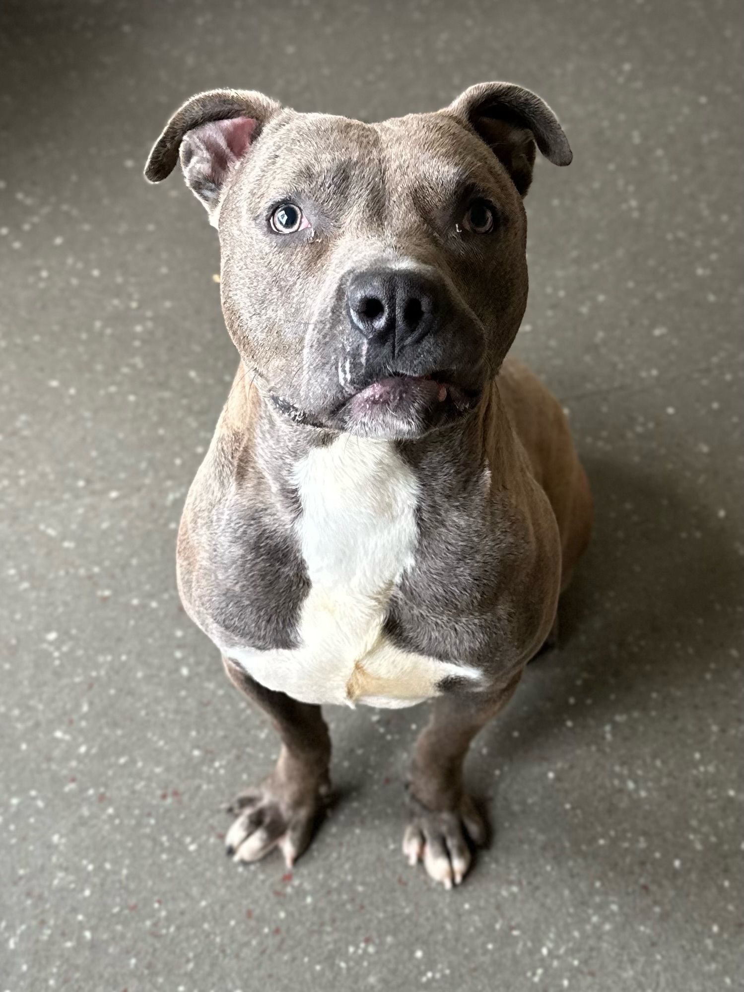 Sid, an adoptable Staffordshire Bull Terrier in Valparaiso, IN image 3/6