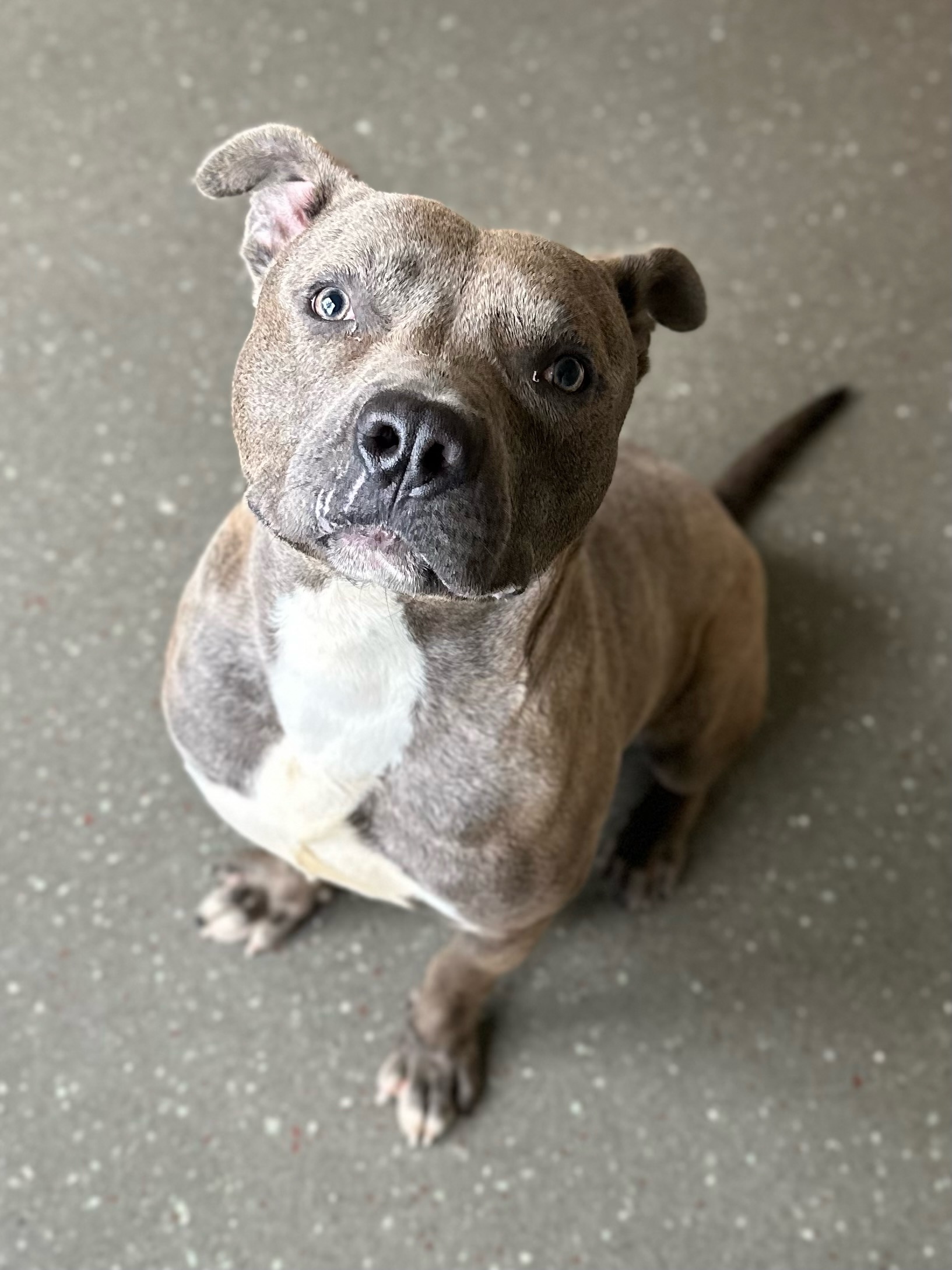 Sid, an adoptable Staffordshire Bull Terrier in Valparaiso, IN image 4/6