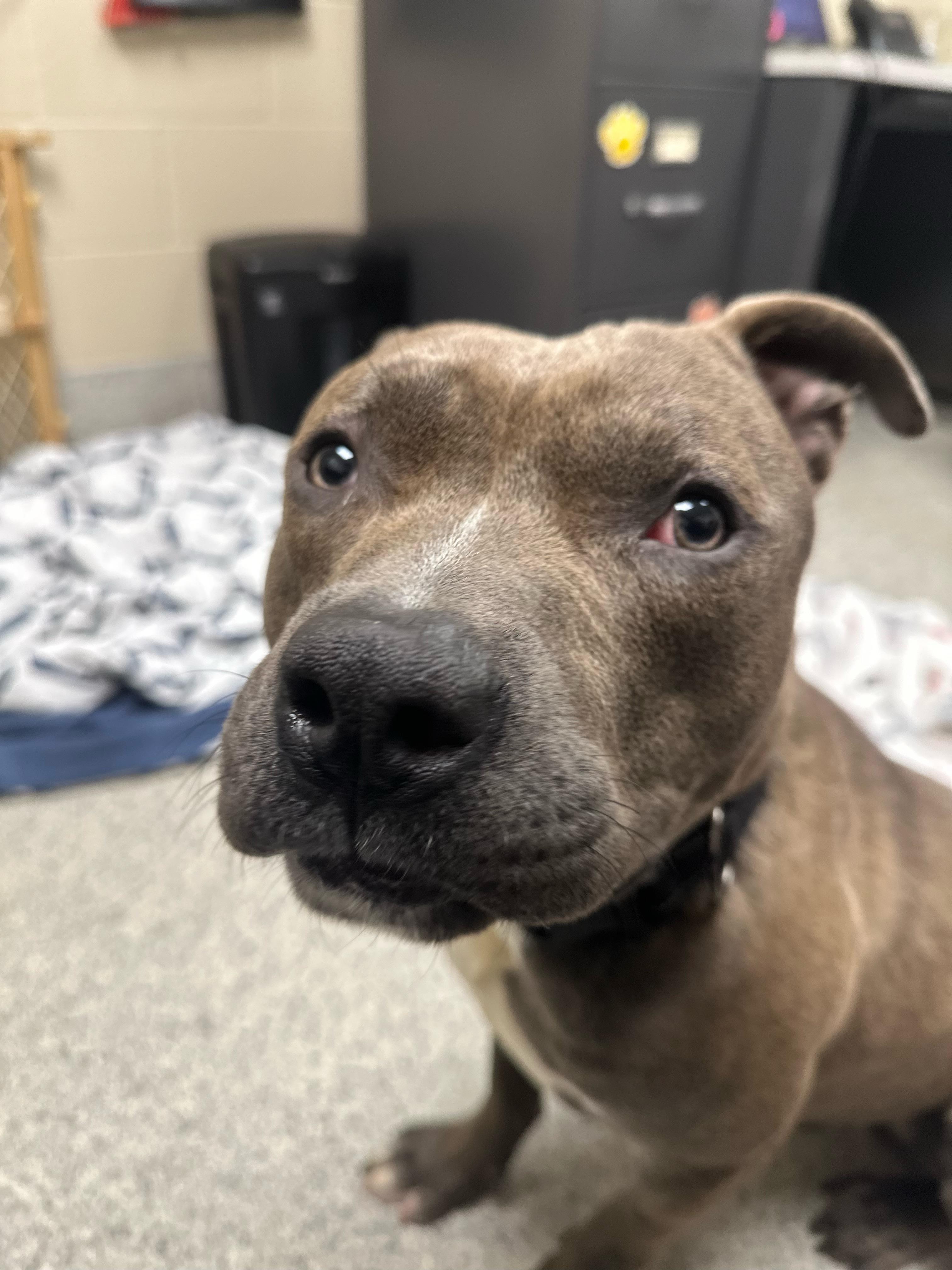 Sid, an adoptable Staffordshire Bull Terrier in Valparaiso, IN image 5/6