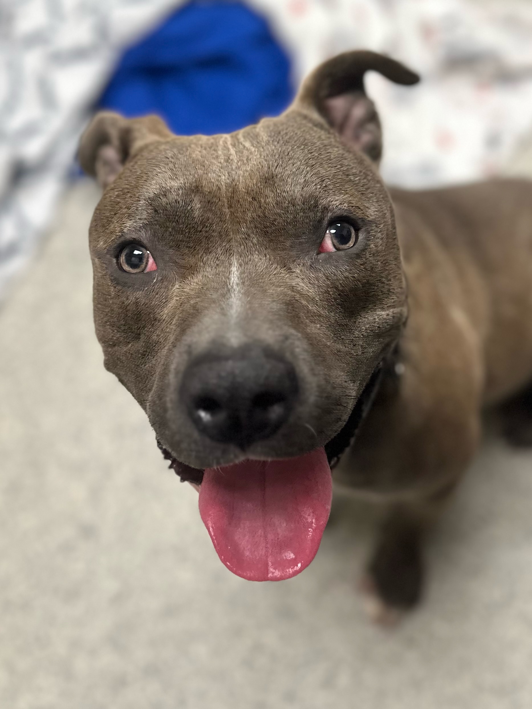 Sid, adoptable, Young Male Staffordshire Bull Terrier.