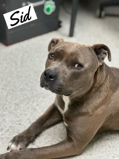 Sid, adoptable, Young Male Staffordshire Bull Terrier.