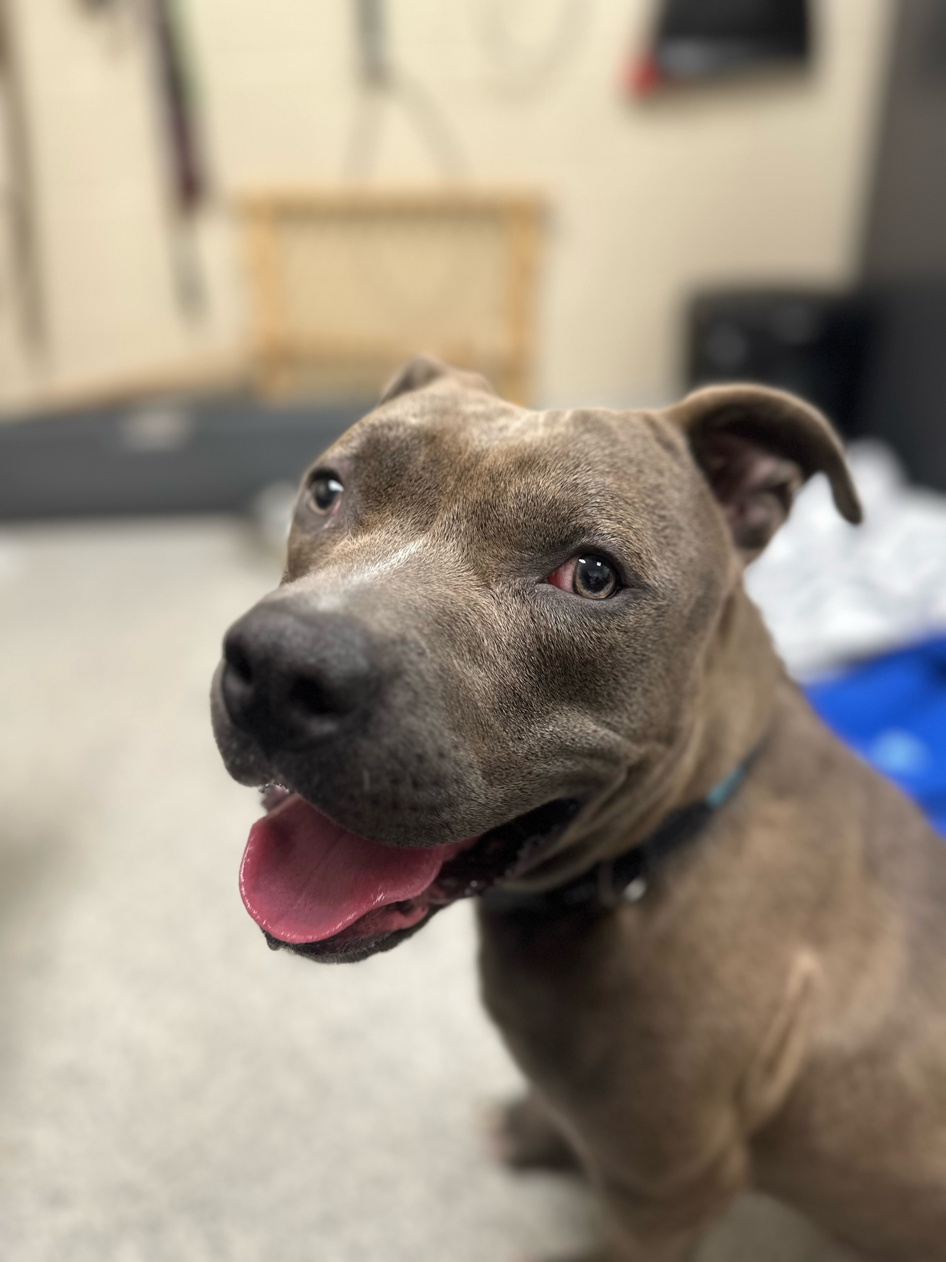 Sid, an adoptable Staffordshire Bull Terrier in Valparaiso, IN image 6/6