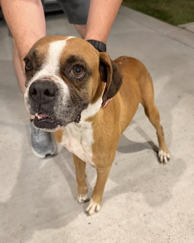 Enlarge Tucker, a Adoptable Boxer in Monticello, NY image 3/3