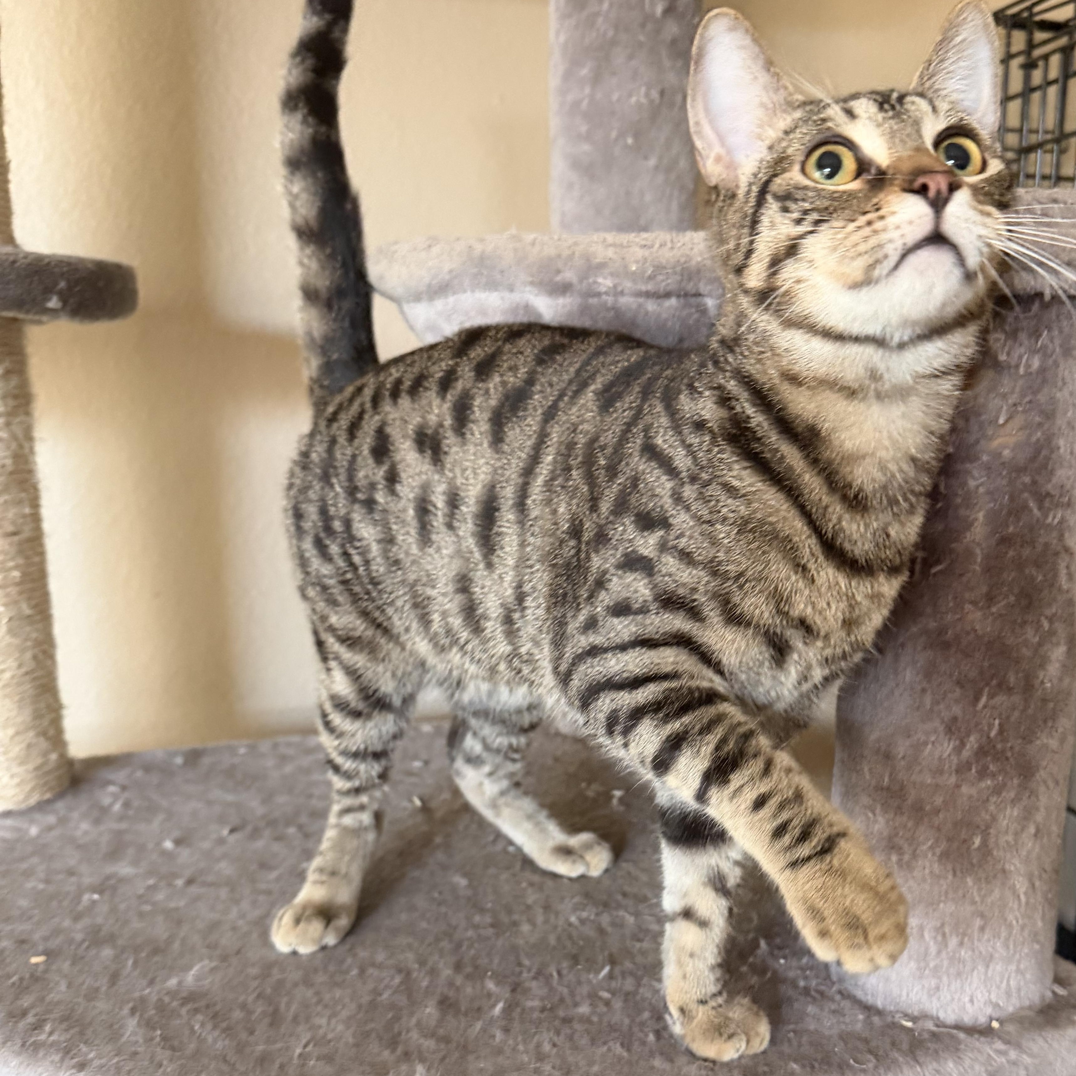 Enlarge Christina’s Tabby Spots , a ADOPTABLE Domestic Short Hair in Glendora, CA image 3/5