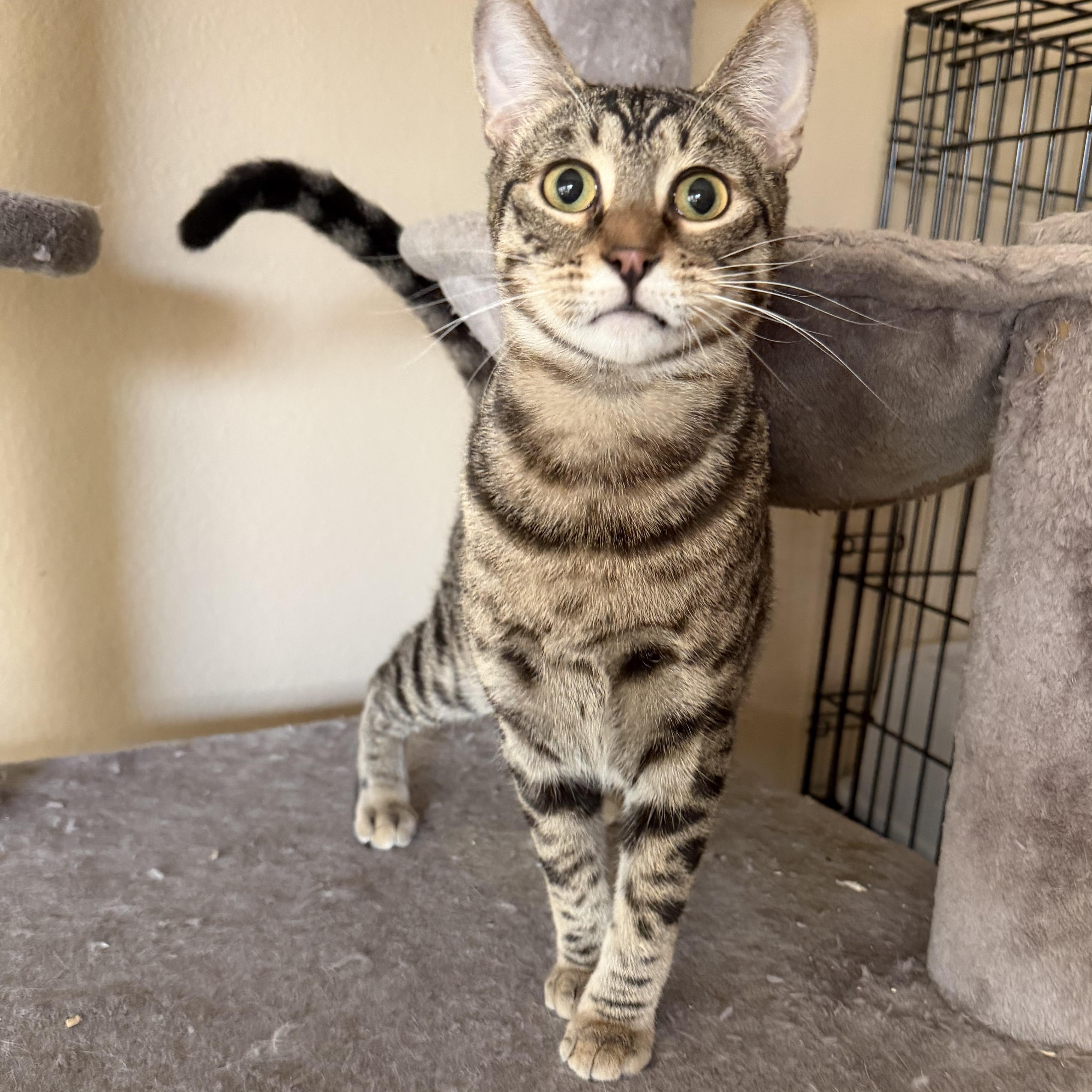 Enlarge Christina’s Tabby Spots , a ADOPTABLE Domestic Short Hair in Glendora, CA image 4/5