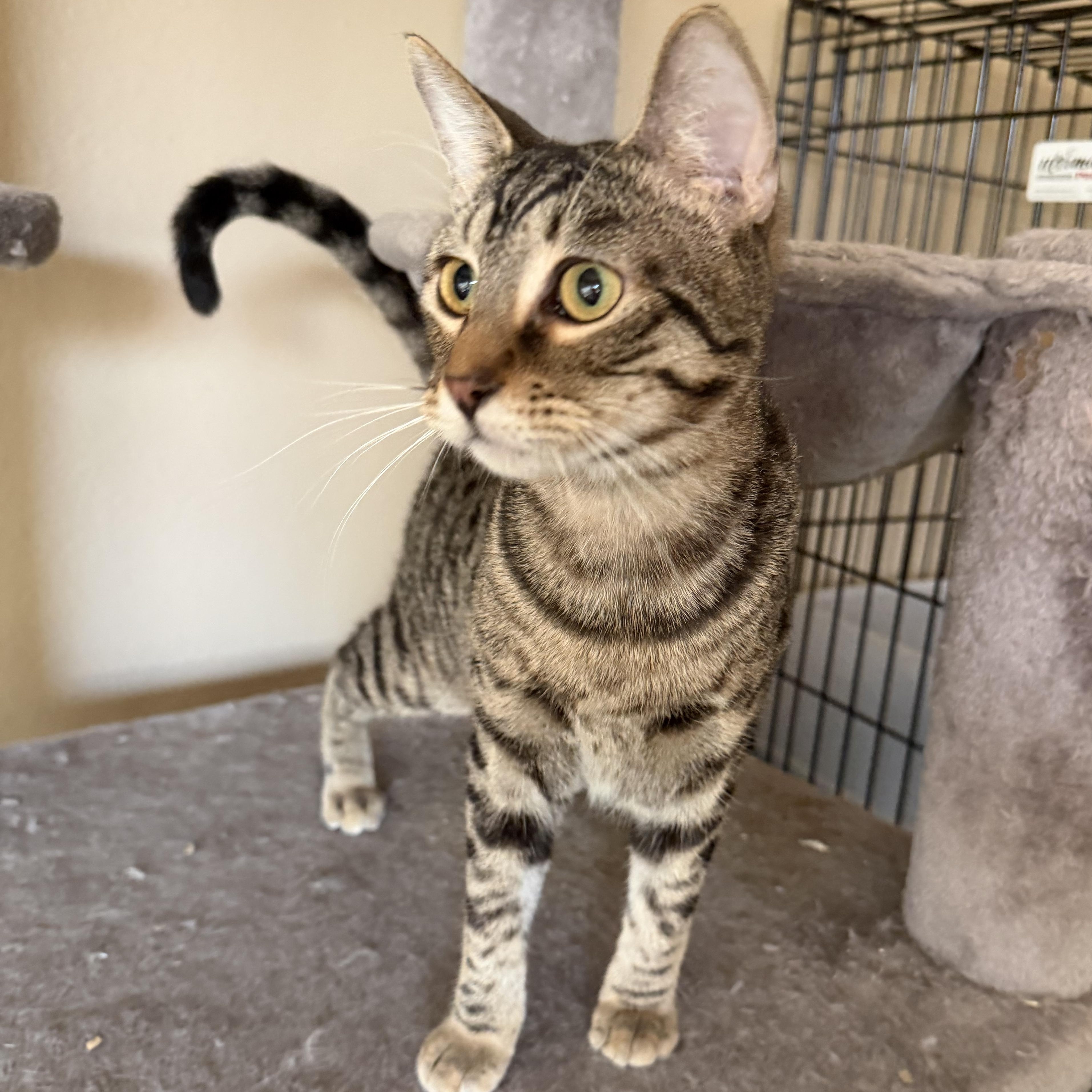 Enlarge Christina’s Tabby Spots , a ADOPTABLE Domestic Short Hair in Glendora, CA image 5/5